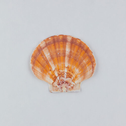 Props sea ​​shells photoshoot on a white background by Isa Aydin nj ny la