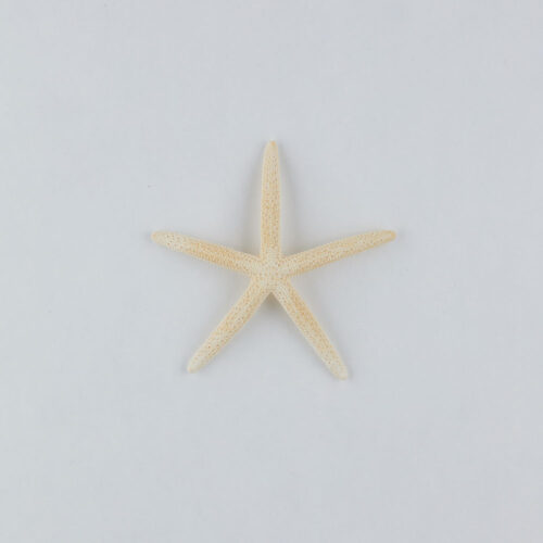 Props sea ​​shells photoshoot on a white background by Isa Aydin nj ny la