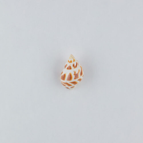 Props sea ​​shells photoshoot on a white background by Isa Aydin nj ny la