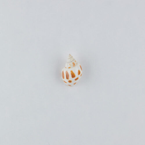 Props sea ​​shells photoshoot on a white background by Isa Aydin nj ny la