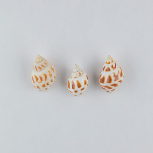 Props sea ​​shells photoshoot on a white background by Isa Aydin nj ny la