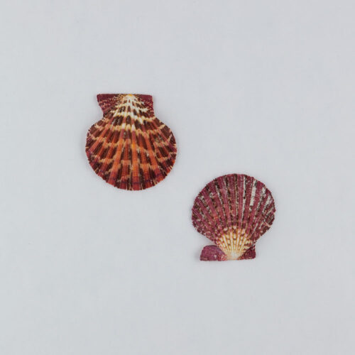 Props sea ​​shells photoshoot on a white background by Isa Aydin nj ny la