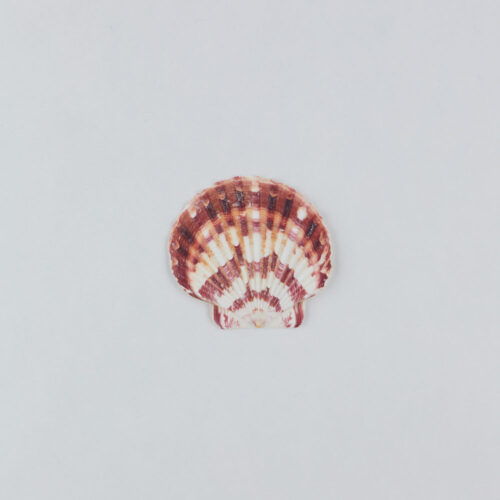 Props sea ​​shells photoshoot on a white background by Isa Aydin nj ny la
