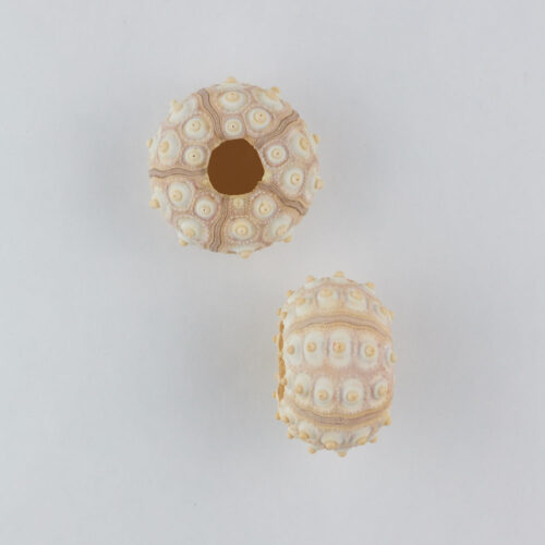 Props sea ​​shells photoshoot on a white background by Isa Aydin nj ny la