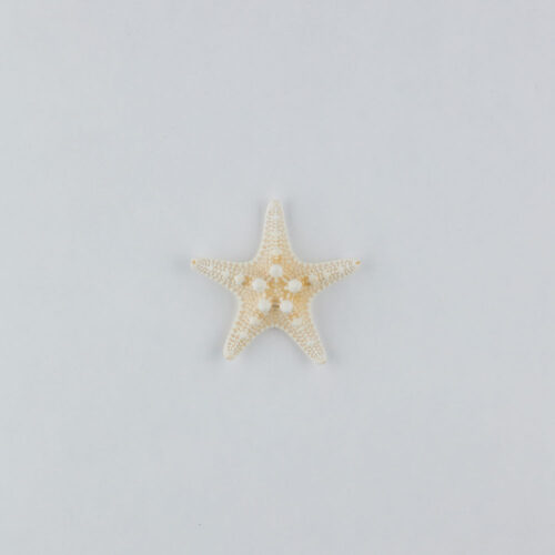 Props sea ​​shells photoshoot on a white background by Isa Aydin nj ny la